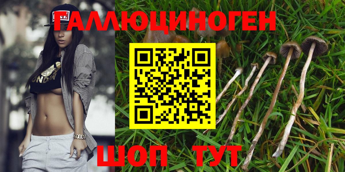Малоярославец  Галлюциногенные грибы Psilocybine cubensis  Вход с VPN 